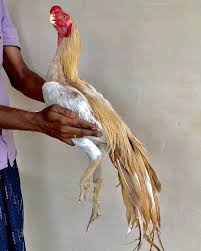 Pin By Aseel Pet Chickens Parrot Beak On Rzgar86 Rooster Parrot Critter