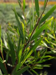 Image result for Acacia hockii