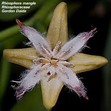 Image result for Rhizophoraceae