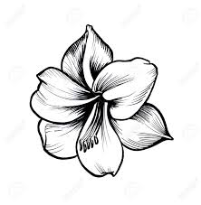 See more ideas about flower sketches, flower drawing, sketches. Flower Sketch Draw Black Ink Line Style Amaryllis Stock Photo Picture And Royalty Free Image Image 104123376