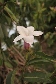 Image result for Craibia grandiflora