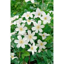 Check spelling or type a new query. Clematis Viticella Huldine Pflanzen Fur Dich De 6 95