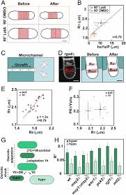 We did not find results for: Systematic Mapping Of Cell Wall Mechanics In The Regulation Of Cell Morphogenesis Pnas