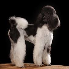 We have passionately breed and given out puppies to many homes around the world at very affordable rates. Parti Poodle Breed Profile Information Spiritdog Training