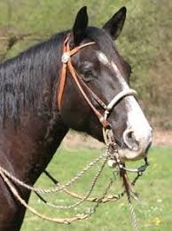 German Open Inspiration 03 17 8 Tage Champions Friends Gedanken Zum Reiten Auf Bit Regionales I News I Termine Pferde Menschen Reitsport Pdf Kostenfreier Download