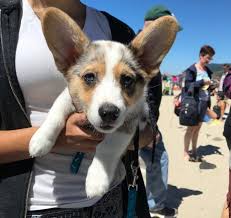 Maybe you would like to learn more about one of these? Portland Corgi Puppies