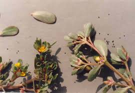 Image result for Portulacaceae
