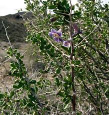 Image result for Lycium