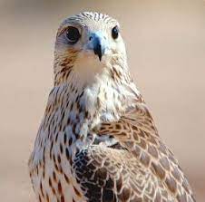 انواع الصقور واسماءها bird owl animals