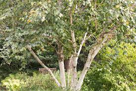 We did not find results for: 11 Common Species Of Birch Trees
