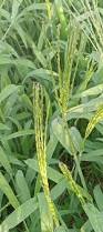 Image result for Digitaria eylesii