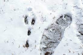 Erkennen sie tiere an den spuren, die sie im schnee hinterlassen? Tierspuren Im Schnee Wer Stapft Hier Durch Den Winter