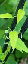 Image result for Euphorbia glanduligera