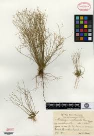 Image result for Pharnaceum brevicaule