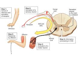 Spinal Cord And Autonomic Ns Nervous System Anatomy Biology Diagrams Health Science Education