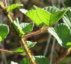 Image result for Rubus ellipticus