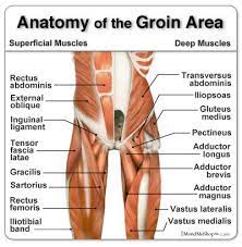 Looking for detailed muscle anatomy? Groin Muscle Tear Surgery The Adductor Muscles Of The Hip Are A Group Of Five Muscles Of The Muscle Tear Muscle Anatomy Anatomy
