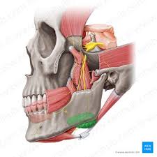 Image result for Submandibular Exam