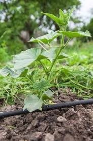 The basic idea behind these methods is to supply water, little by little. Do It Yourself Drip Irrigation Envirobond Products Corp