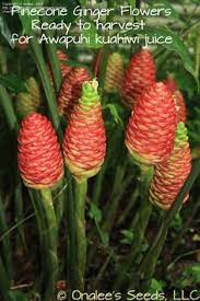 Plantfiles Pictures Shampoo Ginger Pinecone Ginger Pinecone Lily Pine Cone Ginger Pine Cone Lily Zingiber Zeru Ginger Flower Ginger Plant Lily Plant Care
