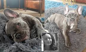Thank you for visiting adore french bulldogs. Thieves Steal French Bulldog Puppy From Carer S Home Daily Mail Online