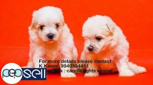 Find maltese puppies and breeders in your area and helpful maltese information. Maltese Puppies For Sales In Chennai 9940394411 Chennai Free Classifieds