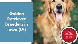 Where can i get an english cream golden retriever? 33 Golden Retriever Breeders In Iowa Ia Golden Retriever Puppies For Sale Animalfate