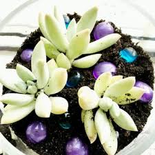 We did not find results for: Indoor Succulent Garden 7 Steps With Pictures Instructables