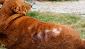 Hair loss in dogs may be caused by many reasons dog hair loss is one of the common symptoms of this condition. Alopecia In Dogs Petcoach