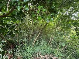 Photo 19 Terrains  Vendre  La Neuville-aux-Bois (51330) : Terrains en ...