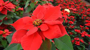 History Of The Poinsettia What Does The Poinsettia Have To Do With Christmas Howstuffworks