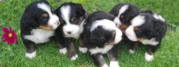 Wir bieten lebenslangen zã¼chterservis an traditioneller und langjã¤hriger zã¼chterstation reg. Berner Sennenhunde Zucht Herford Hundepension Gaby Herford