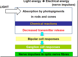 physiology of vision medatrio