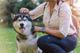 Informasi Ras Anjing Siberian Husky » AnjingPedia