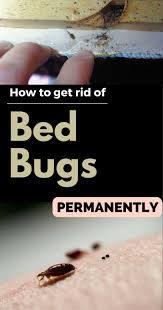 How To Get Rid Of Bed Bugs Permanently Rid Of Bed Bugs Bed Bug Bites Bed Bug Spray