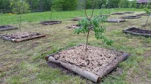 This will also encourage proliferation of fungal disease. Planting Fruit Trees In Clay Soil Youtube