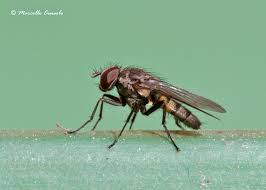 Diptera Encyclopedia Of Life