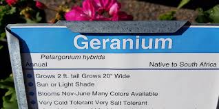 Maybe you would like to learn more about one of these? Scientific Plant Names Can Be Important Especially With Edible Plants