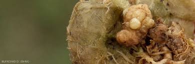 Image result for Rhizobium radiobacter, syn. Agrobacterium tumefaciens