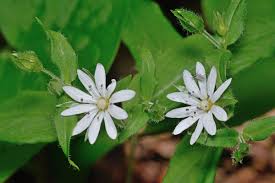 Image result for Stellaria sennii