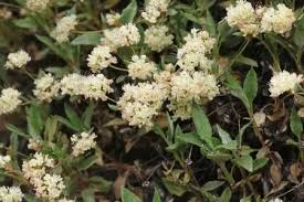 Image result for Cycnium jamesii