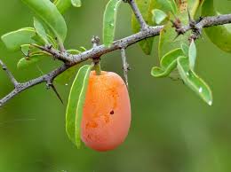 Image result for Ximenia afra