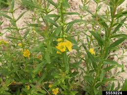 Image result for Heimia salicifolia