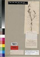 Image result for Oldenlandia fastigiata