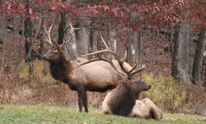 Wapiti woods is nestled in the unsurpassed beauty of elk county's benezette township along the bennett branch of sinnemahoning creek and the elk scenic drive. Elk County Pa Wilds Elk County Allegheny National Forest Forest County