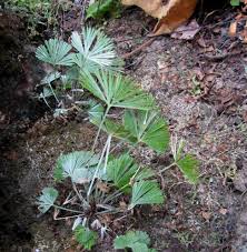 Image result for Actiniopteris dimorpha