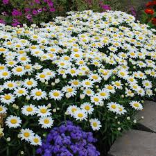 Image result for Leucanthemum