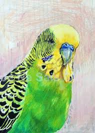Dean The Budgie Parakeet Drawing Etsy Parakeet Art Budgies Drawings