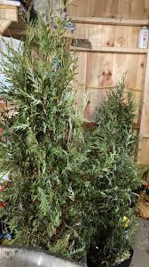 Image result for thuja drying out dead dried symptoms)