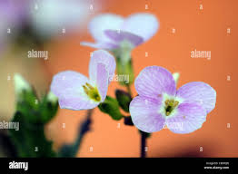 Image result for Wahlenbergia androsacea